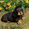 Long-haired standard dachshund in Estonia. Born on 29.06.24 in the Jahisarv kennel, 20 km from Tartu. If necessary, you can export pedigree.