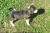 Estonian Hound (FCI) certified male puppies from Estonia. 20 km from Tartu. Has received the first complex vaccine, microchip and regularly...