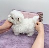 Are you interested in a puppy.. Please Contact me for more information on rehoming our beautiful female Maltese puppy’s