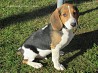 2 male Estonian Hound puppies are ready to go home. They were born in Estonia on 12.07.24 and received all vaccines and breed certificate. If...